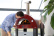 Brio, Pizzaofen, Gas, Rot - Alfa Forni