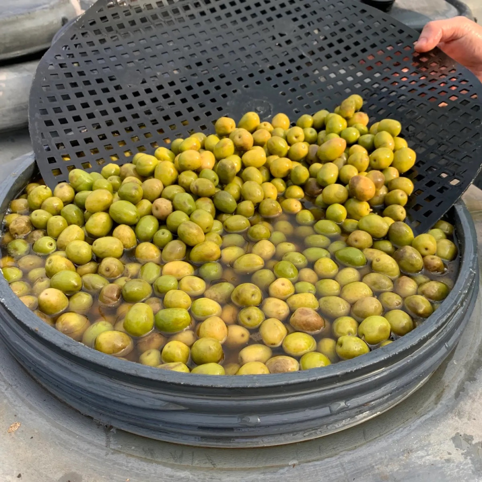 Oliver, Manzanilla, 2,5 kg - Bernal