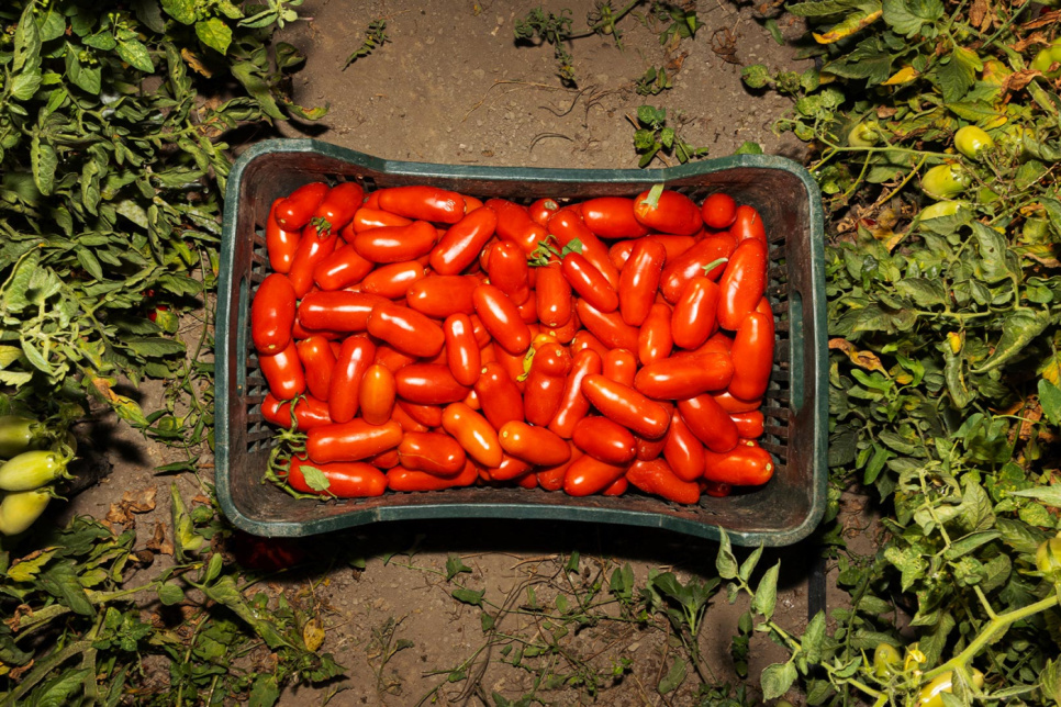San Marzano Tomaten DOP, 420g - Casa Marrazzo