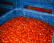 San Marzano Tomaten DOP, 420g - Casa Marrazzo