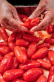 San Marzano Tomaten DOP, 420g - Casa Marrazzo