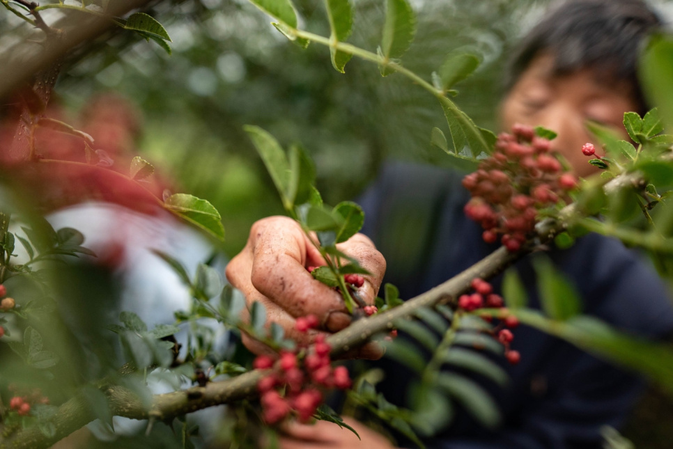 Sichuanpfeffer, QingXi, 15 g - The Pepper Quest