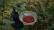 Sichuanpfeffer, QingXi, 15 g - The Pepper Quest