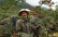 Sichuanpfeffer, QingXi, 15 g - The Pepper Quest