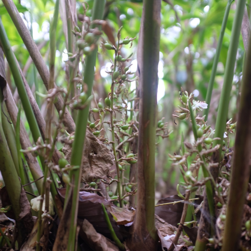 Grüner Kardamom, Knuckles Mountain, 25 g - The Pepper Quest