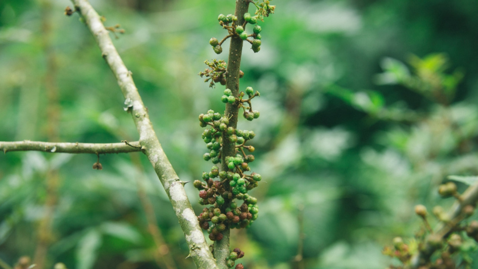 Pfeffer, Andaliman, Batak, 15 g - The Pepper Quest