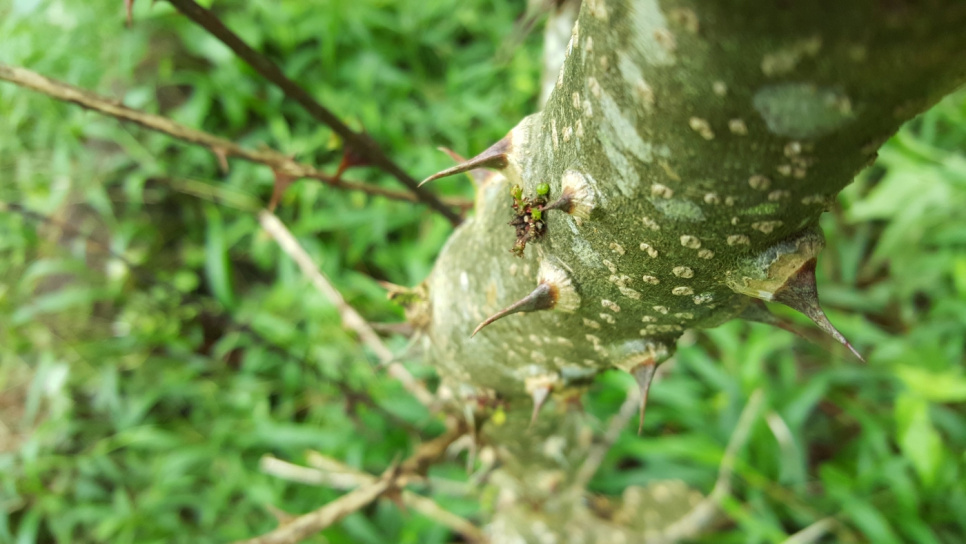 Pfeffer, Andaliman, Batak, 15 g - The Pepper Quest